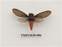 藏品(黑翅蟬)的圖片